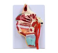 Human Nasal Cavity Model Orals Nose Throat Pharynx Larynx Anatomical for Classroom Teaching Orals Nasal Medicals for Classroom