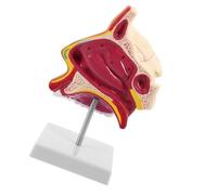 Human Nasal Cavity Teaching Model for Study with Stand | Plastic and Metal Build, Enlarged Three Dimensional Form, Realistic Contours, Desktop Display for Residents
