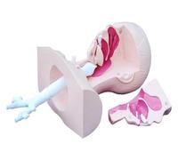 Human Nasal Cavity Throat Anatomy Medical Model, Cavity Oral Anatomy Model,Sputum Suction Practice Model, Suitable For Teaching And Learning Of Nurses,apprentices And Doctors