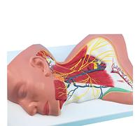 Human Neck Model,Neck Regional Anatomy Model,Human Organ Anatomy Model Arteriovenous Neck Model,Local Anatomy