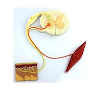 Human Nerve Reflex Arc Model Organs Model Human Model Reflection Model Nerve Conduction Human Organ Model