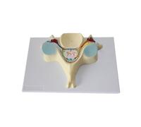 Human Nerve Spinal Transverse Anatomy Modle Cervical Vertebra Cord Enlargement Medical Teaching