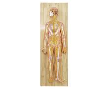 Human Nervous System Anatomy Model - Central Nervous System Model - Removable, 33 Indicator Marks, Brain, Spinal Cord, Peripheral Spine Nervous System for Teaching