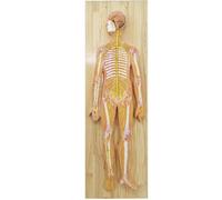 Human Nervous System Anatomy Model - Half Life Size with Brain and Spinal Cord for Teaching and Learning