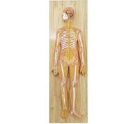 Human Nervous System Model, Medical Central Model 33 Indicator Marks, Brain Spinal Cord Peripheral Spine Nervous System Model, for Teaching and Demonstration.