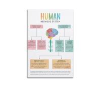 Human Nervous System Poster Rest And Digest Parasympathetic Sympathetic Poster Decorative Painting Canvas Wall Posters And Art Picture Print Modern Family Bedroom Decor Posters Unframe-style 16x24inch