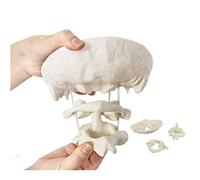 Human Occipital Bone Model Educational Occipital Bone Model with Vertebra, Enlarged 1.5X Occipital Bone Model 14X18x11.5