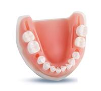 Human Oral Dental Tooth Training Simulator Model Suture Practice Tool Silicone Module Teeth Gum Periodontal Pad(Down Jaw)