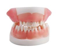 Human Oral Dental Tooth Training Simulator Model Suture Practice Tool Silicone Module Teeth Gum Periodontal Pad(A Pair)