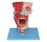 Human Oral Pharyngeal Anatomy Model for Education, Learning, and Display - Realistic Human Body Cavity Educational Tool