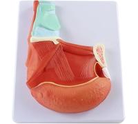 Human Oral Tongue Muscle Demonstration Model Organ Anatomy Model Tongue Muscle PVC Tongue Muscle Anatomical for Medical Teaching and Doctor Patient Communication