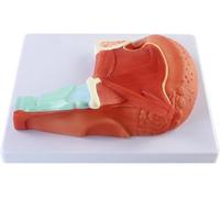Human Oral Tongue Muscle Demonstration Model, Organ Anatomy Model Tongue Muscle, PVC Tongue Muscle Anatomical Model, for Medical Teaching and Doctor-Patient Communication.