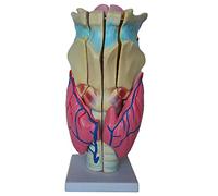 Human Organ Anatomical Model - Professional Magnified Human Larynx Joint Simulation Model Medical Anatomy Teaching Model - For Medical Educational Aid