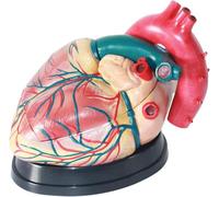Human Organ Anatomy Model 3X Magnification Human Heart Model Medical Anatomy Heart Model Learning Display Teaching Medical Mode