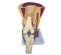 Human Organ Anatomy Model Adult Knee Joint with Skin Model Ligaments Skeletal Model for Display and Study (A)