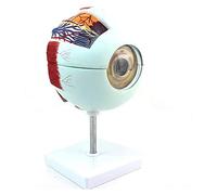 Human Organ Anatomy Model Anatomical Model of Eyeball Natural Eyeball Mediacl Human Eye Anatomical Model
