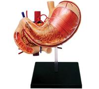 Human Organ Anatomy Model - Detachable 12 Parts Stomach Organ Model for Teaching and Training - Educational Anatomy Science Model