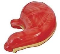 Human Organ Anatomy Model Stomach Anatomy Model - Medical Anatomy Gastrointestinal Human Stomach Wall Mucosa Oesophagus Digestive System Model