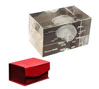 Human Organ Crystal Anatomy Model - Brain Heart Lung Skeleton Tooth - K9 Glass Science Educational Paperweight(Brain)