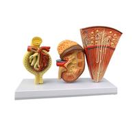 Human organ model,32cm, Kidney Model - Renal Dissection Model - Glomerular Nephron Urinary Model for School Display Lab
