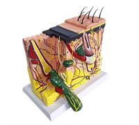 Human organ model,70X Enlarged Skin Model - Skin Model with Hair - for Biology Cosmetic Surgery Laboratory Supplies (A)