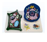 Human organ model, A,16cm, Cell and Plant Model, Cell Membrane Cytoplasm Nucleus Mitochondria Model for Home Preschool