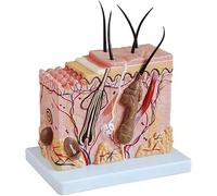 Human Organ Model Anatomy Model Of The Pylous Follicle Of The Skin Model Of Human Skin Follicle Expand 70x The Model For Studying The Study