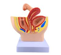 Human organ model,Female Model, Abdominal And Pelvic Structure Model, Removeable 3 Parts Eductaional Model Human Uterus Model (B)
