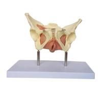 Human Organ Model Female Pelvic Uterus Model Uterus Anatomy Model Removable Human Organs Model for Family Planning and Medicine Teaching Explanation for School Study