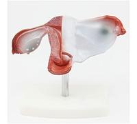 Human organ model,Female Uterus Ovary Model, Human Uterus Model of Model, Human Model Uterus Vagina Model for Teachig (A)
