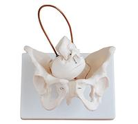 Human organ model,Human Female Pelvic Bone Model Midwifery Training Model Fetal Midwifery Model Study Model Female Model 、