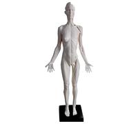 Human organ model,Human Figure - 23.6inch Muscle Model - Human Body Female Male Figures Skin for s (Female Skin White)