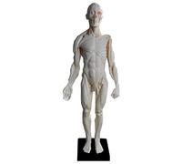 Human organ model,Human Figure - 23.6inch Muscle Model - Human Body Female Male Figures Skin for s (Female Skin)