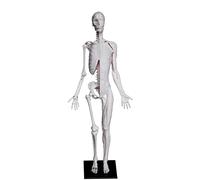 Human organ model,Human Figure - 23.6inch Muscle Model - Human Body Female Male Figures Skin for s (Female White)