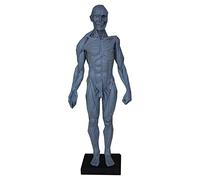 Human organ model,Human Figure - 23.6inch Muscle Model - Human Body Female Male Figures Skin for s (Male Grey)