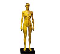 Human organ model,Human Figure - Female/Male Figure Human Muscle Bone Model - Human Body Model - for Study,Female
