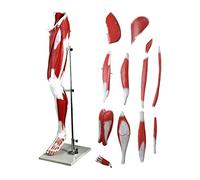 Human Organ Model Human Leg Muscle Anatomy Model Lower Limb Muscle Vascular Nerve Model Medical Anatomy Anatomy Model