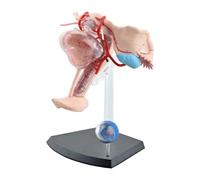 Human Organ Model Human Organ Model Female Reproductive System Anatomy Model Biological Anatomy Model Female Uterus Model Assembly Model Teaching Model
