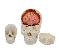 Human organ model,Human Skull Model - 22 Parts Pure White Skull Bone Model with Soft Brain - Detachable Skull Model - for Learning