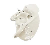 Human organ model,Human Temporal Bone Model, Model Temporal Bone Specimens, for Student s, Dsiplay