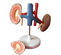 Human organ model,Kidney Model, Dog Kidney Section Model, Body Replica for Doctors Office