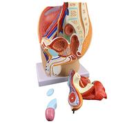 Human organ model,Male Pelvic Model Male Internal And External Model Study Model Parts Model of Male Pelvic for Teaching