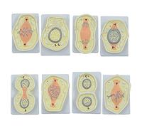 Human organ model,Mitosis Model, Cell Indirect Split Structure Model for and Studying, Chromosome BioEquipment s