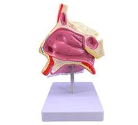 Human organ model,Mouth Throat Human Body ENT Model Study Model Pathology Throat Model Enlarge The Model of Human Organs (B)