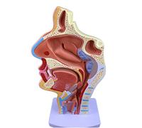 Human organ model,Mouth Throat Human Body ENT Model Study Model Pathology Throat Model Enlarge The Model of Human Organs (A)