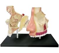 Human Organ Model, Nasal Cavidade Organ Anatomy Model, 7 Parts Detachable, for Science Education School Teaching Display.