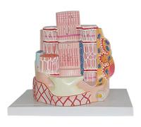 Human Organ Model Orthopedics Medical Model, Skeletal Muscle Fiber Enlargement Model With Anti-slip Base, Detailed and True and Clear Anatomy, 40000 Times Magnified and Easy To Learn, for Science