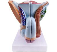 Human Organ Model, Pelvis Testicle Model W/Prostate, Median Sagittal Section Model of The Genitourinary System, Reproductive Organ Models for Educational Training