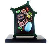 Human organ model,Plant Cell Model, Plant Model, Model Plant Cell Model for Collection (A)