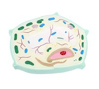 Human organ model,Plant Cell Model, Plant Model, Model Plant Cell Model for Collection (B)